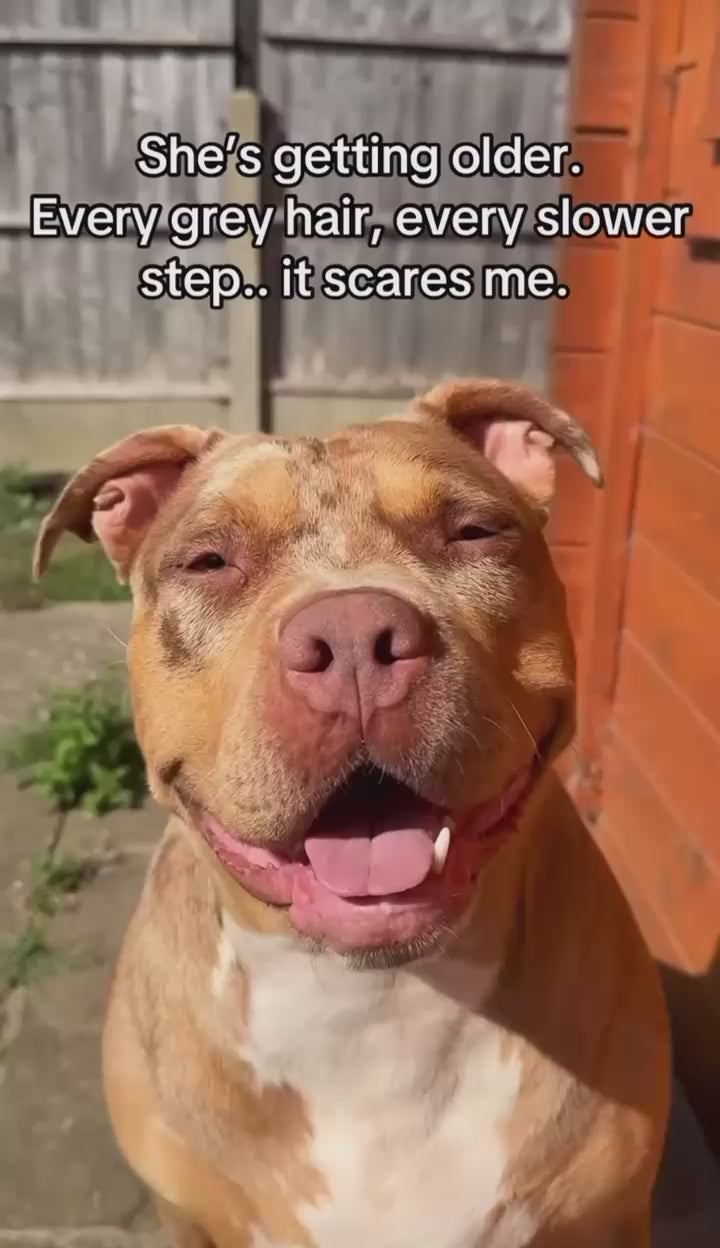 PawEver Locket™ video